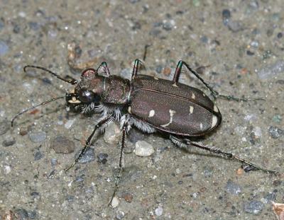 Twelve-Spotted Tiger Beetle - Cicindela duodecimguttata