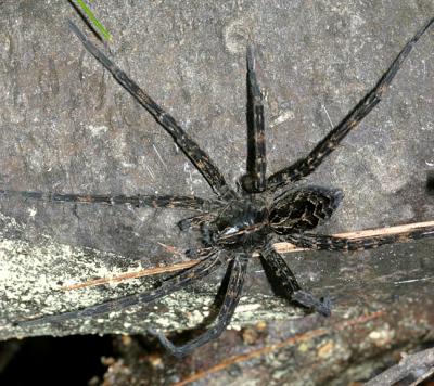  Dolomedes scriptus