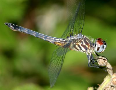 Blue Dasher - Pachydiplax longipennis (male)