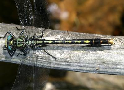 Unicorn Clubtail - Arigomphus villosipes