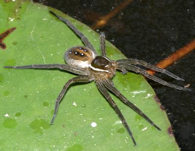 Six-spotted Fishing Spider - Dolomedes triton