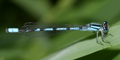 Familiar Bluet (Enallagma civile)