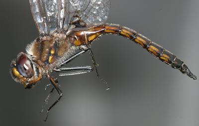 Common Baskettail (Epitheca cynosura)