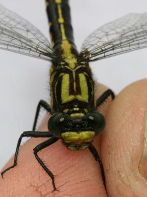 female Mustached Clubtail (Gomphus adelphus)