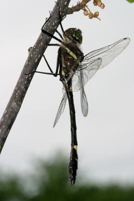 Illinois River Cruiser - Macromia illinoiensis