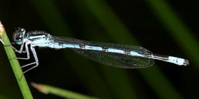 Marsh Bluet (Enallagma ebrium)