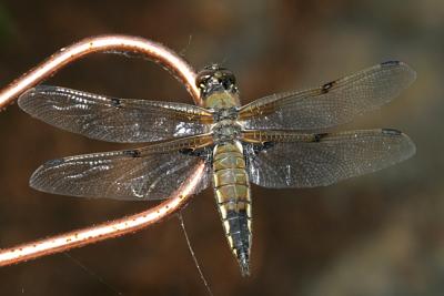 Four-spotted Skimmer - Libellula quadrimaculata (male)