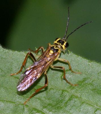 Tenthredo verticalis