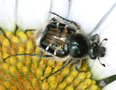 Scarab Beetles - Subfamily Cetoniinae - Fruit & Flower Chafers