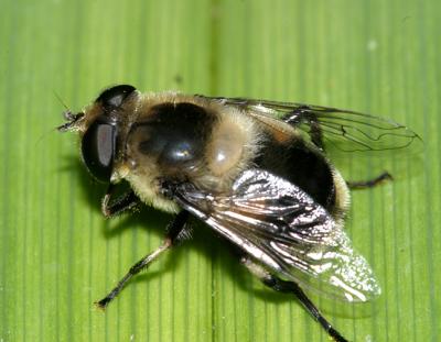 Eristalis anthophorina (female)