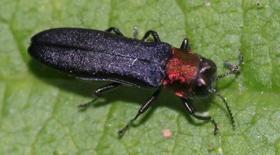 rednecked cane borer - Agrilus ruficollis