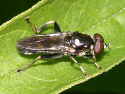 Chalcosyrphus sp. (male)