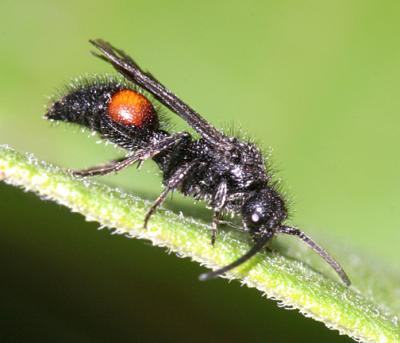 Dasymutilla sp. (male)