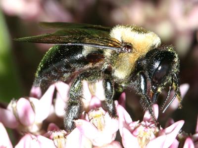 Eastern Carpenter Bee - Xylocopa virginica.