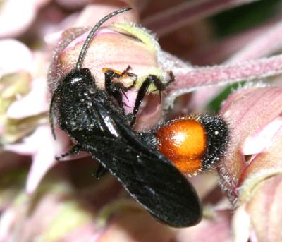 Dasymutilla sp. (male)