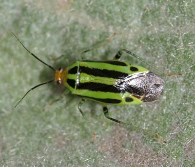 Four-lined Plant Bug -  Poecilocapsus lineatus