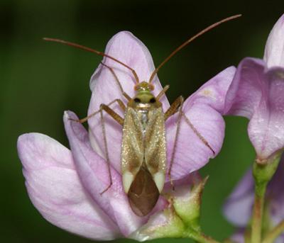 Alfalfa Plant Bug - Adelphocoris lineolatus