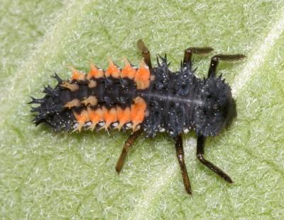 This is the larva of a multicolored Asian lady beetle, Harmonia axyridis, family Coccinellidae.
