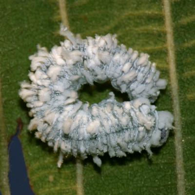 Butternut Woolly Worm - Eriocampa juglandis