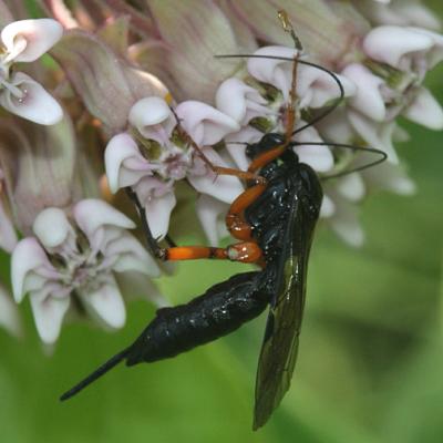 Pimpla pedalis