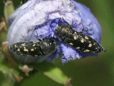 Acmaeodera tubulus