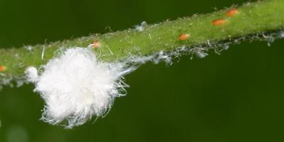 aphid