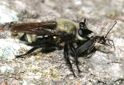 Laphria posticata