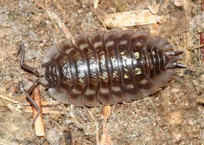 Woodlice - Oniscidae