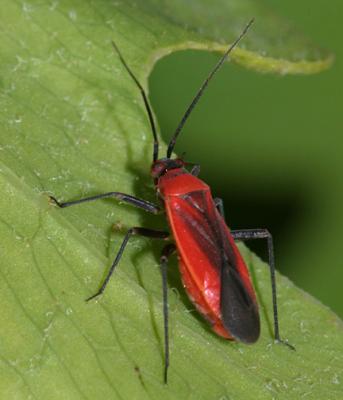 Scarlet Plant Bug - Lopidea sp.
