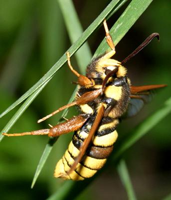 2542 – European Hornet Moth – Sesia apiformis