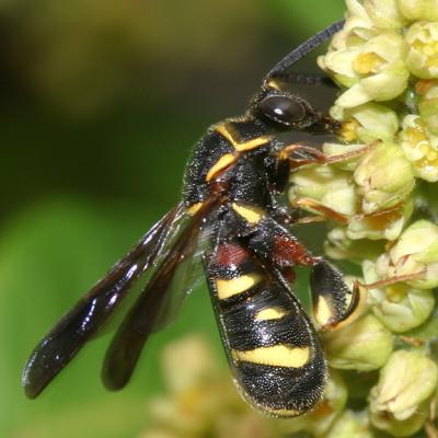 Chalcid Wasps - Leucospidae