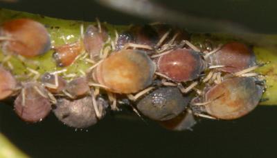 Aphis sp.