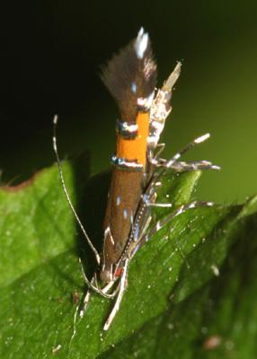 1490 - Cosmopterix gemmiferella