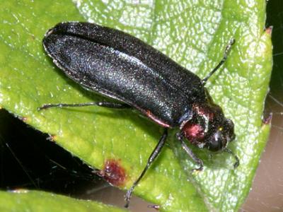 Metallic Wood-borong Beetles - Genus Eupristocerus