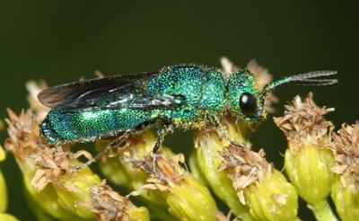 Chrysis sp.