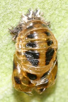 Empty pupal case of Multicolored Asian Lady Beetle Pupa - Harmonia axyridis