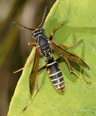 Northern Paper Wasp - Polistes fuscatus (male)