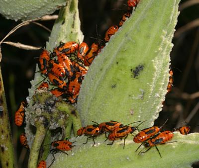 small milkweed bugs - Lygaeus kalmii