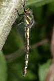 Delta-spotted Spiketail - Cordulegaster diastatops (female)