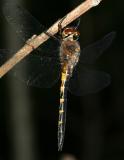 Petite Emerald - Dorocordulia lepida (female)
