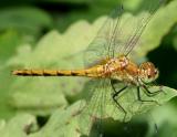 Ruby Meadowhawk - Sympetrum rubicundulum (female)