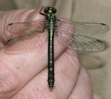 female Mustached Clubtail (Gomphus adelphus)
