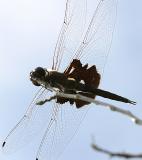 Black Saddlebags - Tramea lacerata