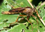 Asilus sericeus