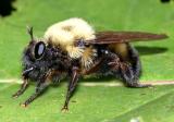 Laphria thoracica