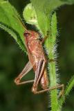 Melanoplus bivittatus (male nymph)