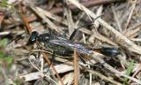 Ammophila procera