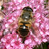 Eristalis tenax