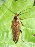 Tawny Cockroach - Ectobius lapponicus