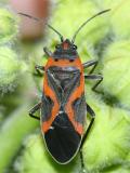 Small Eastern Milkweed Bug - Lygaeus kalmii